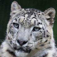 BootyGangCaptain's - Steam avatar