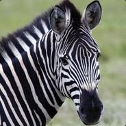 Zebra's Stream profile image