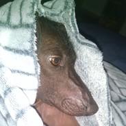 Diegodzilla's - Steam avatar