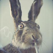 bibbi's - Steam avatar