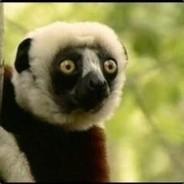 zoboomafoo's Stream profile image