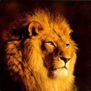 -Hord- Le Lion's - Steam avatar