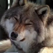 Lobo's - Steam avatar