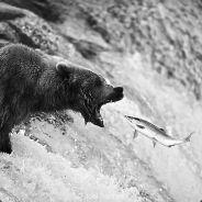 The Grey Bear's Stream profile image