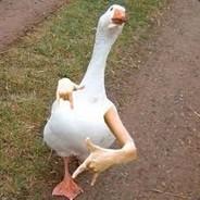 The Duck of Destiny's Stream profile image