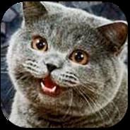 lolcatz's - Steam avatar