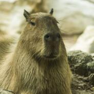 capybara's - Steam avatar