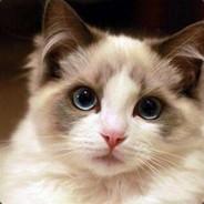 Meet_09's Stream profile image