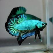 Betta Splendens's Stream profile image