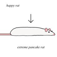 Extreme Pancake Rat's - Steam avatar