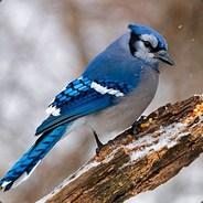 BlueJay.exe's - Steam avatar