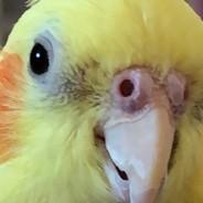 NiQuitinCQ's Stream profile image