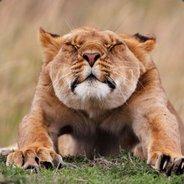 F4M4j0R's - Steam avatar