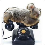 コアラ's Stream profile image