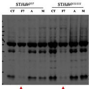 Western_Blot's - Steam avatar