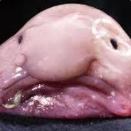 Skylerbilzo's Stream profile image