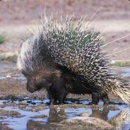 PorcuPine's - Steam avatar