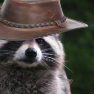 MR_RacCoon's Stream profile image