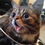 Meow ?'s - Steam avatar