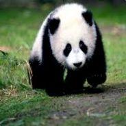 Panda Master's Stream profile image