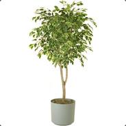Hollimificus's Stream profile image