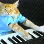 Kazz's Stream profile image