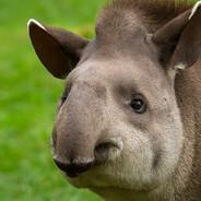 tapir3's Stream profile image