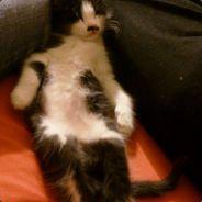 PsychoCricket's - Steam avatar