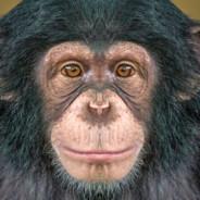 Ape's Stream profile image