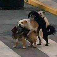 canqui's Stream profile image
