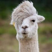 ICFJIM's Stream profile image