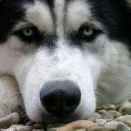 wolty's Stream profile image