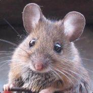 pacifistMitten's - Steam avatar