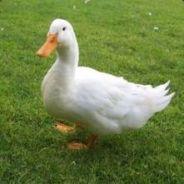 Poti Otap's - Steam avatar