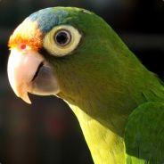 LoRo's Stream profile image