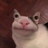 Mr. Miau's Stream profile image