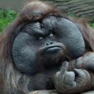 Scarch's Stream profile image