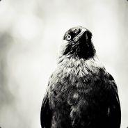 LlamaSuit1086's Stream profile image