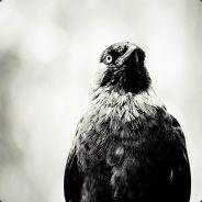 LlamaSuit1086's - Steam avatar