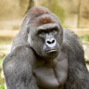 Harambe's Stream profile image