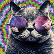 Schrödinger's cat on acid+'s - Steam avatar