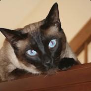 Chimæra's Stream profile image