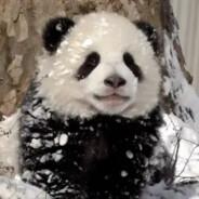 Hatchin's Stream profile image