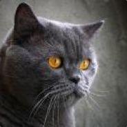 Boodog's Stream profile image