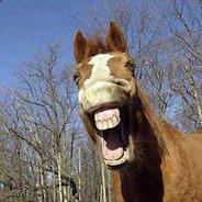 I am the Stallion's Stream profile image