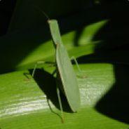 Macropiper's - Steam avatar