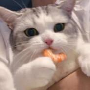 orange's Stream profile image