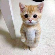 munchkin's Stream profile image