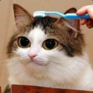 Rivai_'s Stream profile image