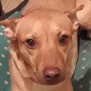 GeneralBigotes's Stream profile image